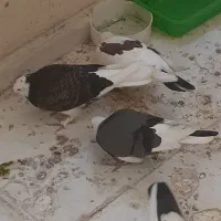 یک جفت نر ماده باجوجه