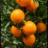 پرتقال تامسون