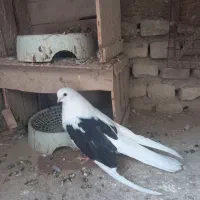 کبوتر یه کت نر تهرانی فوق کشیده کله توپی