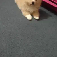 رودان دهگلکن