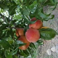 باغ روستای کریک|فروش زمین و ملک کلنگی|سی‌سخت, |دیوار