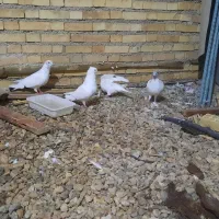 فروش یا معاوضه|پرنده|خرمشهر, |دیوار