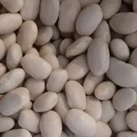 بذرلوبیاسفید