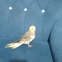 جوجه عروس هلندی