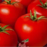 خریدار گوجه فرنگی