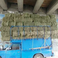 نیازمندگیاه گزره بلم