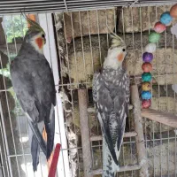 عروس هلندی جفت دستی