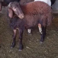 بره قوچ|حیوانات مزرعه|صحنه, |دیوار