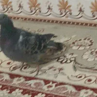 پلاکی|پرنده|اندیمشک, |دیوار