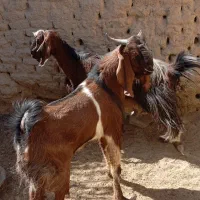 تروشت|حیوانات مزرعه|سراوان, |دیوار