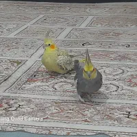 عروس هلندی دستی سخنگو قیمت توافقی