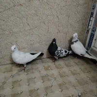 3عدد ماده بهبهونی