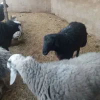 بره چاق جهت کشتار