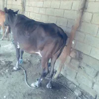 گاو|حیوانات مزرعه|رامشیر, |دیوار