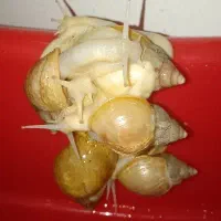 حلزون تراپی|آرایشی، بهداشتی، درمانی|اردبیل, |دیوار