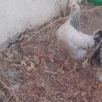 مرغ وخروس واردک|حیوانات مزرعه|نیر (اردبیل), |دیوار