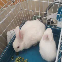 خرگوش