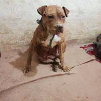 سگ پیتبول آمریکن بولی پوکت ماده دم فحل نگهبان|سگ|مشهد, شهرک مهر آباد|دیوار