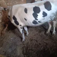 گاو گوساله سمیتال