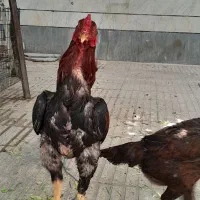 مرغ و خروس لاری اصیل