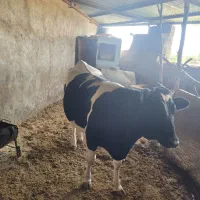 گوساله ماده