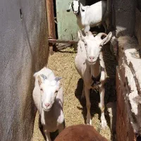 گوسفند