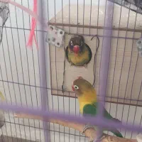 طوطی برزیلی