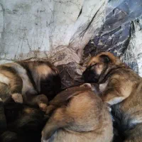 واگذاری توله