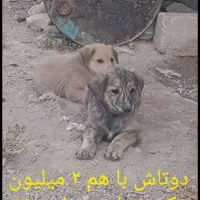 واگذار دوتا توله سگ نر سرابی اصل اصل