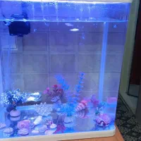 اکواریوم چینی اصل