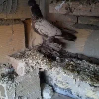 کبوتر|پرنده|باسمنج, |دیوار