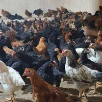 جوجه خروس و مرغ محلی