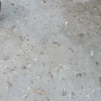 یه ماده طوقی خوشکل|پرنده|زابل, |دیوار