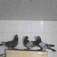 کبوتر سبز بهبهانی