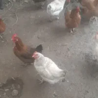 مرغ تخم گذار|حیوانات مزرعه|نوشین شهر, |دیوار