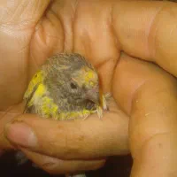 مرغ خروس نژاد داره