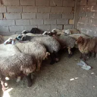 سلام گوشت