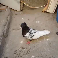 کفتر|پرنده|مشهد, توس فردوسی|دیوار