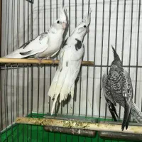 عروس هلندی|پرنده|ایلام, |دیوار