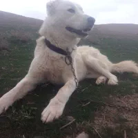 سگ گوسفندی سن ۳‌