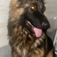 سگ ژرمن موبلند