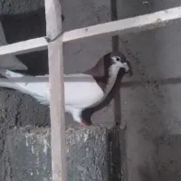 کفتر|پرنده|اسفراین, |دیوار