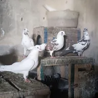 کبوتر دوری