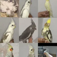 سالن پرورش عروس هلندی تمام نژاد|پرنده|قم, شهرک طالقانی|دیوار