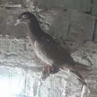 3 عدد سرخ|پرنده|سبزوار, شرق کال جنوبی (شمس آبادی)|دیوار