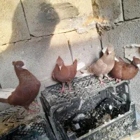 دم سفید|پرنده|مسجد سلیمان, |دیوار