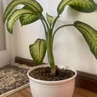 گل آپارتمانی دیفن باخیا|گل و گیاه طبیعی|زنجان, |دیوار