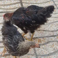 مرغ و خروس
