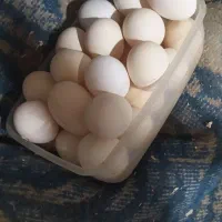 تخم نطفه دار مرغ مینیاتوری سیبرایت