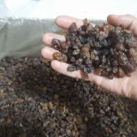 تخصصی کشمش آفتابی آبگیری خوراکی (گله)خلیل آباد